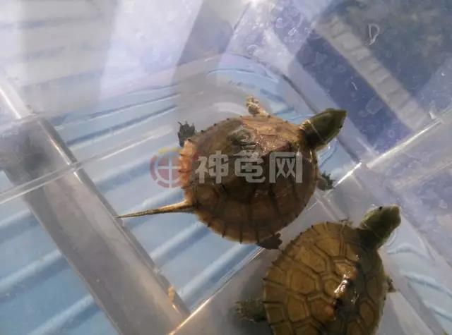 养龟造成的疾病,养龟人的痛