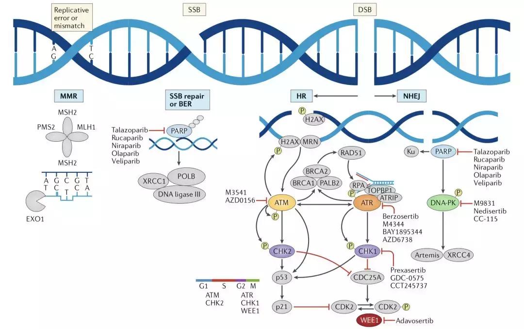 科学家找到癌细胞的生死开关,科学家找到了癌症的开关