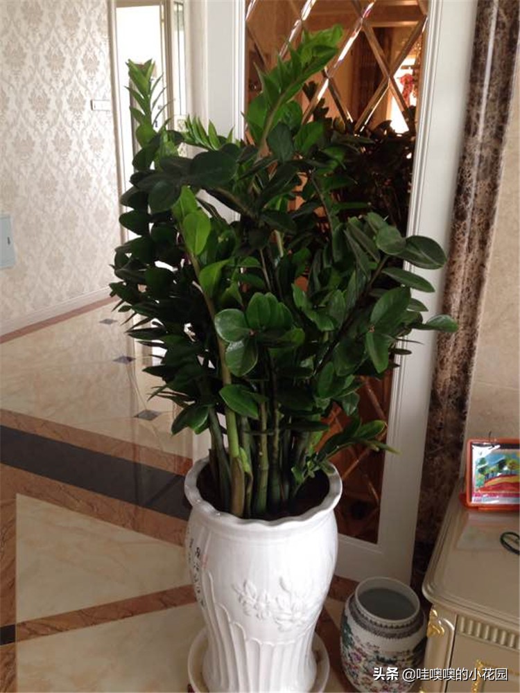 金钱树往下趴要怎么弄,金钱树倒伏