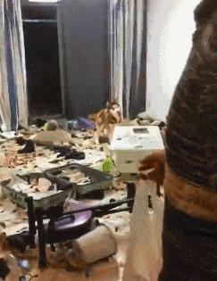 裁判，是他故意撞倒我的！搞笑动图