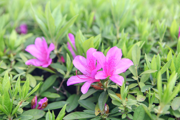 嵊泗列岛旅游攻略三天两夜,嵊泗列岛3天两夜旅游攻略
