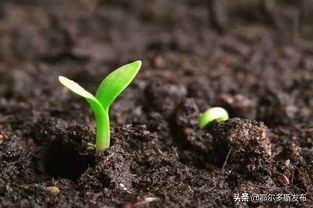 贵州省农作物种子条例,内蒙古自治区农作物种子条例