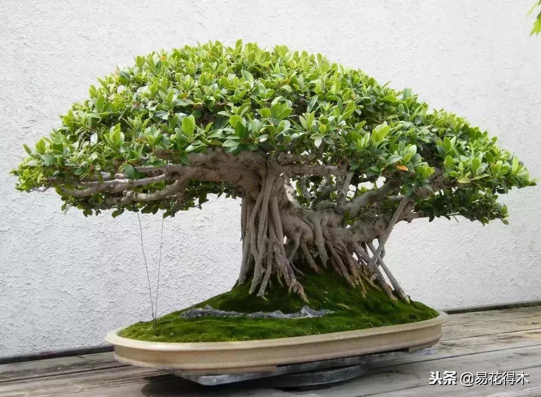 盆栽红豆杉落叶干枯怎么办,盆栽桔子树落叶是怎么回事