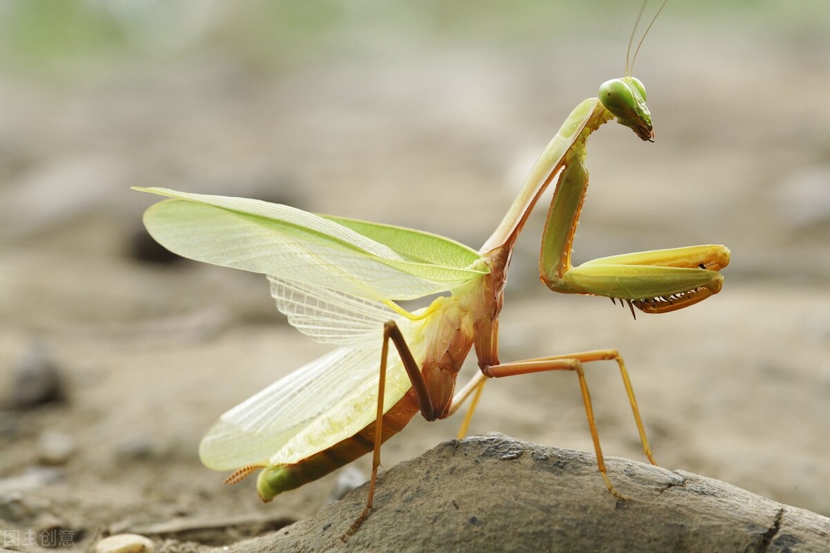 老虎能挑战体型相当的螳螂吗,同体型战斗力最强的动物螳螂