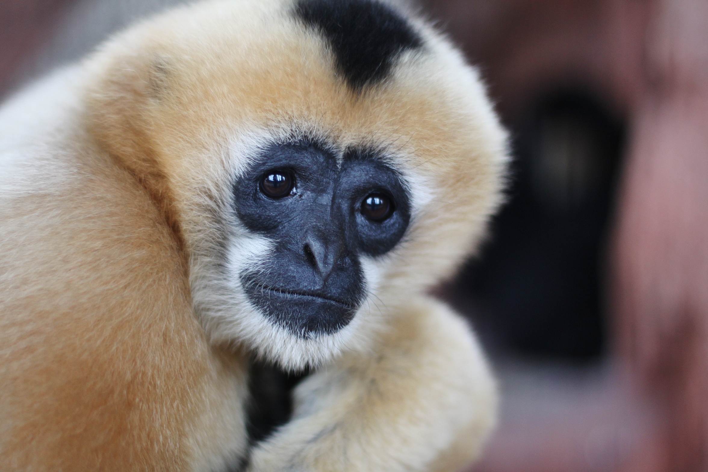 猴子为什么怕蛇的原因,猴子有多怕蛇