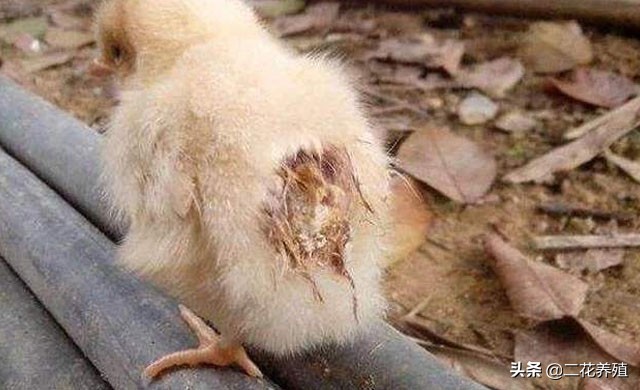 小鸡粪便糊肛怎么治疗,小鸡粪便糊肛喂什么药