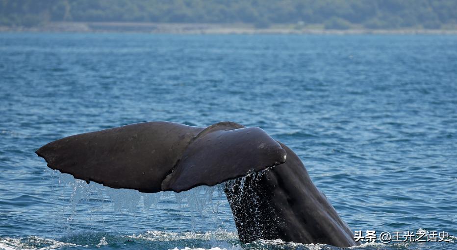 孤悬海外的新西兰,闷声发大财的最好代表