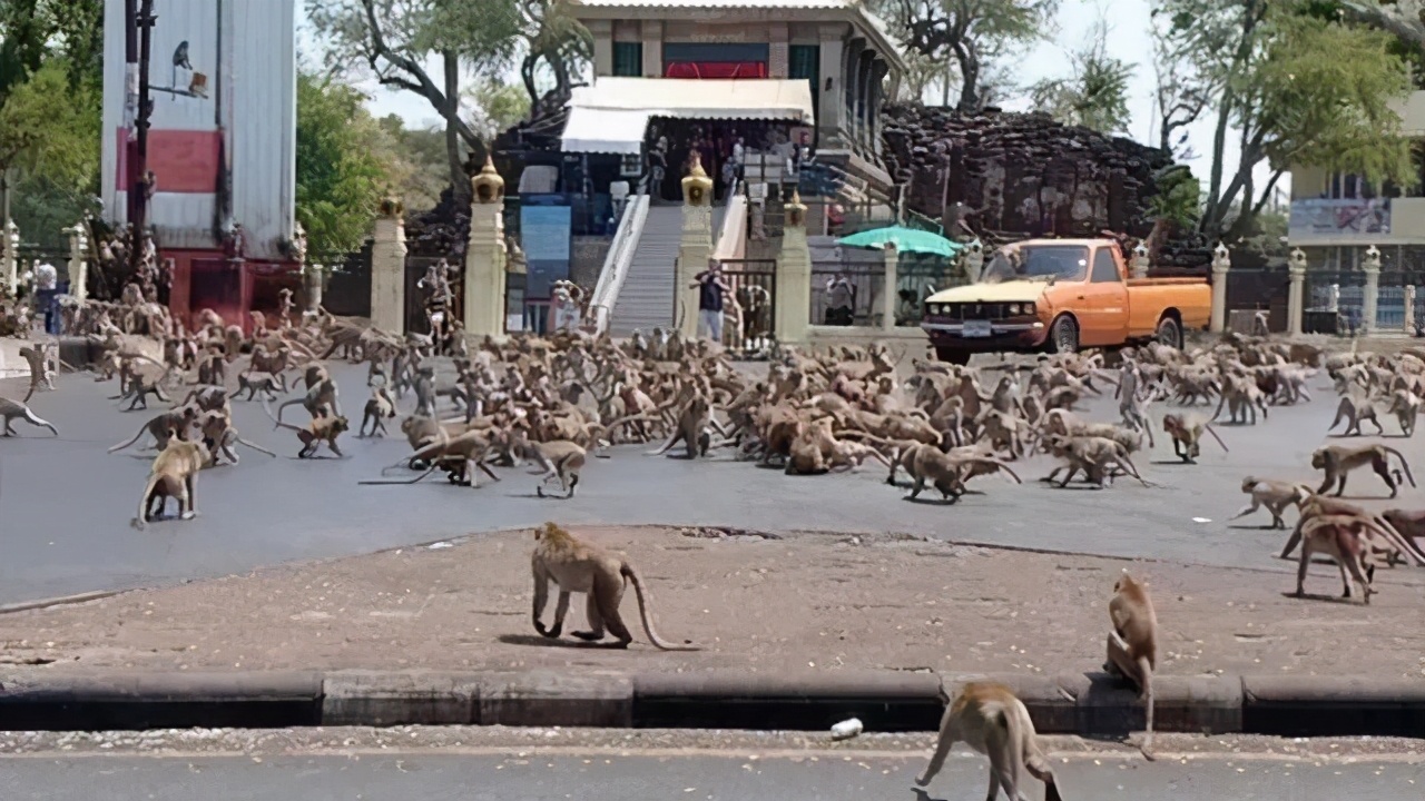 大型阉割现场，泰国猴哥一日之间集体变太监