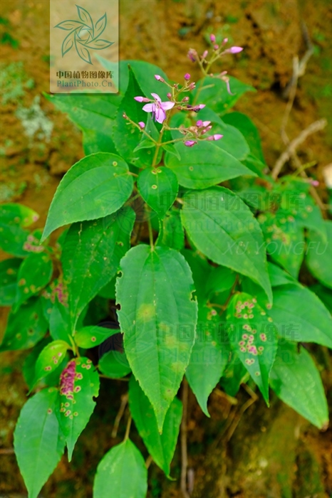 经方治疗寒湿型类风湿关节炎,活血丹能治类风湿关节炎