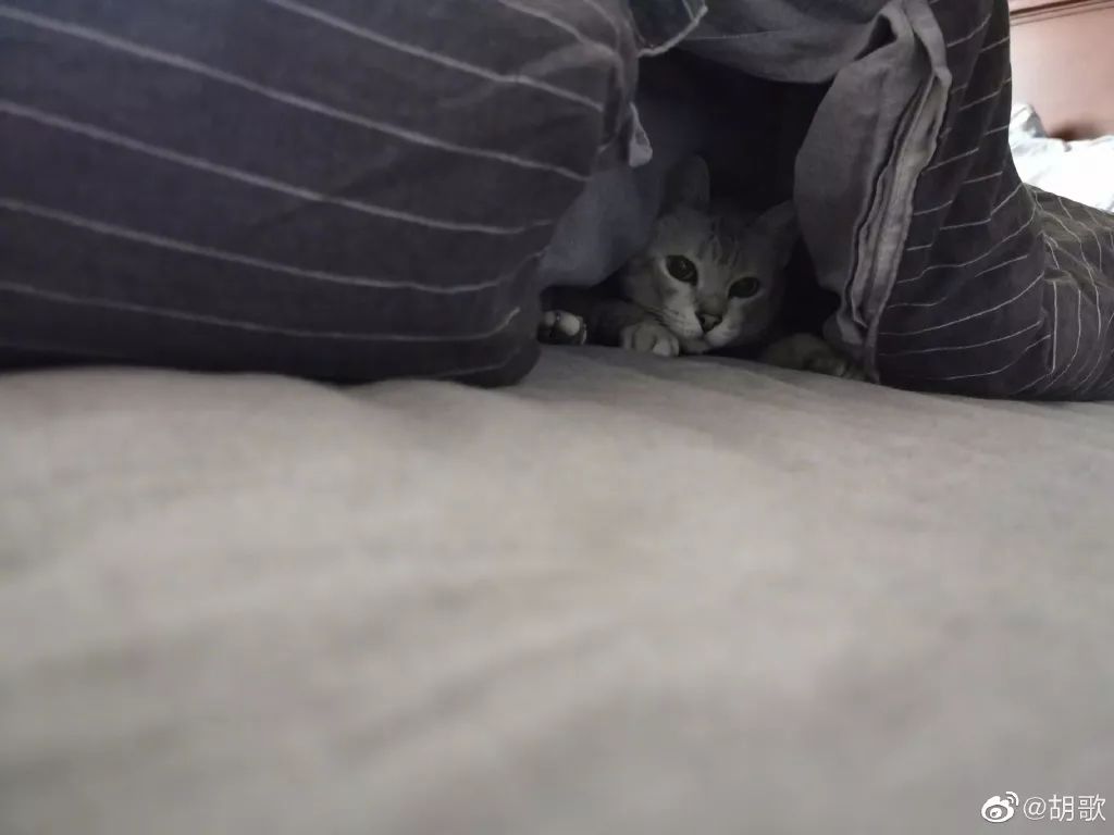 胡歌彭于晏和我,胡歌我和我的父辈