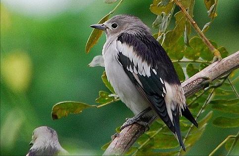 广东常见鸟类图谱和名称图文,东江揽胜鸟类