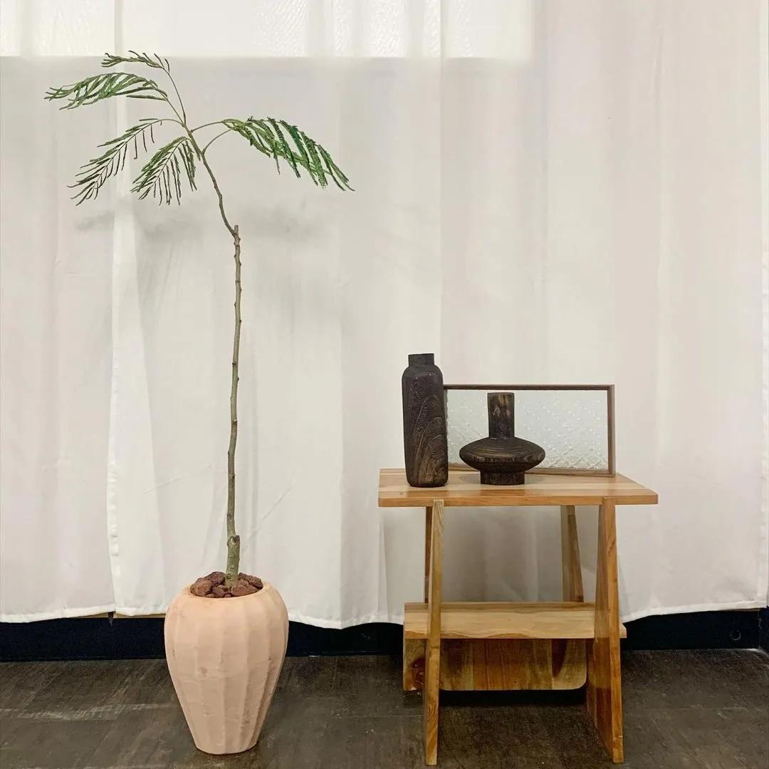 网红必备的高颜值绿植,ins风的网红绿植