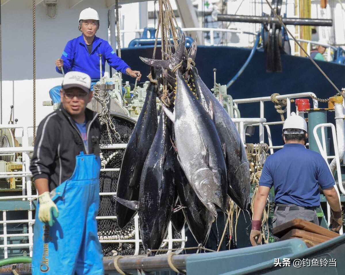 农民钓到一条价值几万的鱼,钓到一条鱼值好几万
