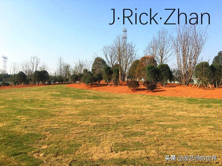 适合北方庭院种植的低矮草坪,家庭庭院怎样混搭种植草坪和蔬菜