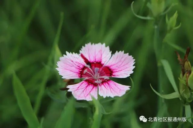 打卡北京紫谷伊甸园虞美人花海,通州看花的景点推荐免费