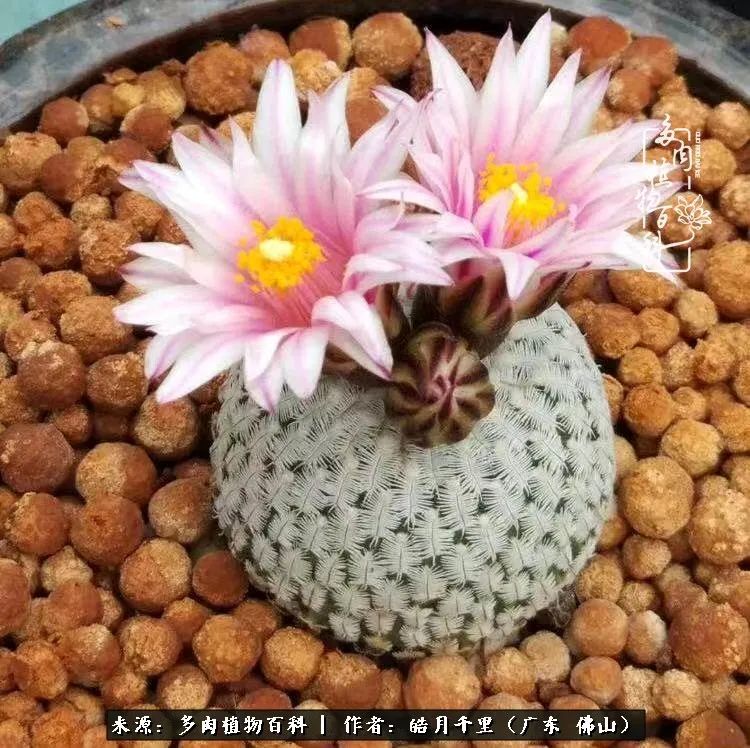 多肉娇气养不活多肉的10个秘密,养多肉是件很治愈的事情