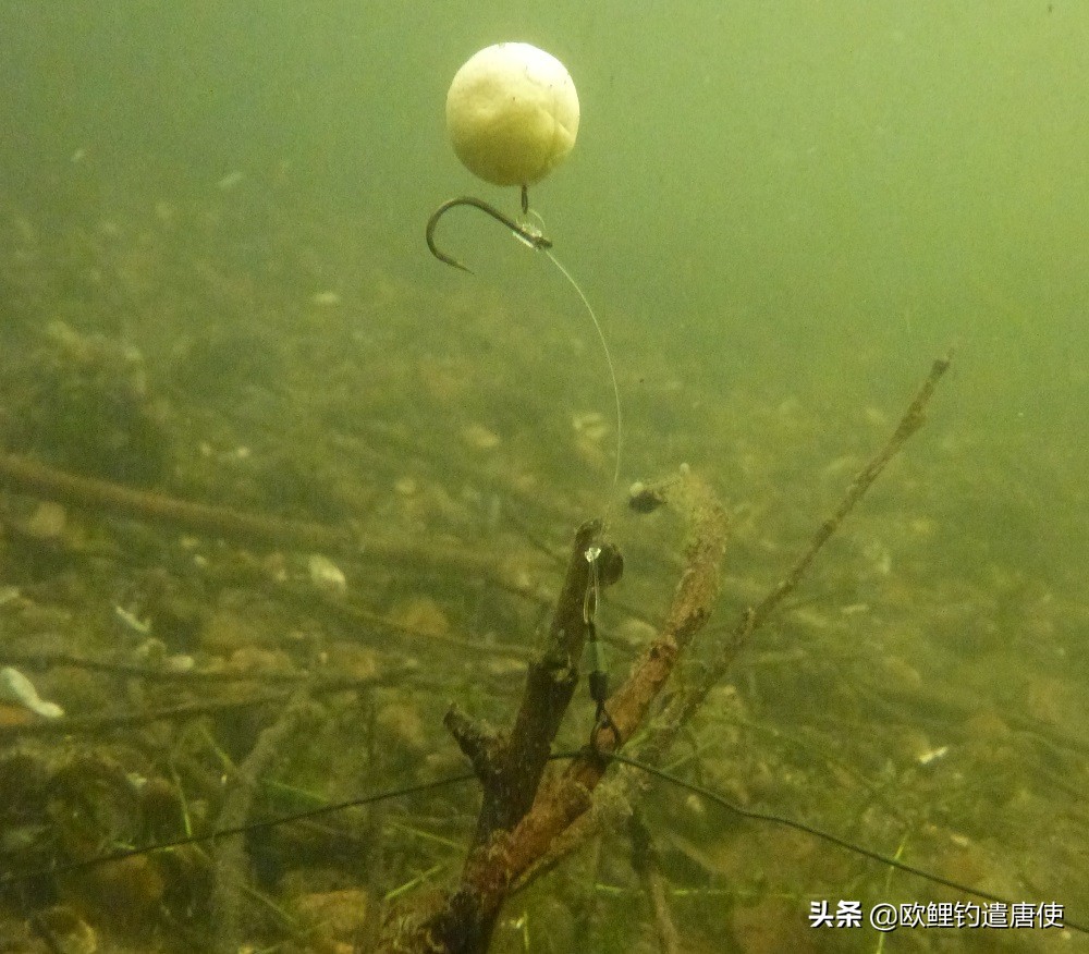 话说欧鲤钓最新消息,话说欧鲤钓鱼完整版