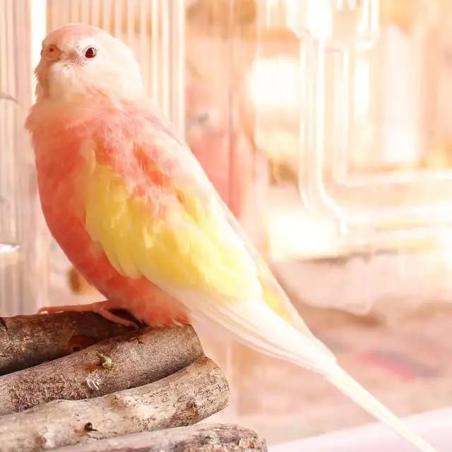 比较常见的鹦鹉有哪些,比较受欢迎的十种鹦鹉