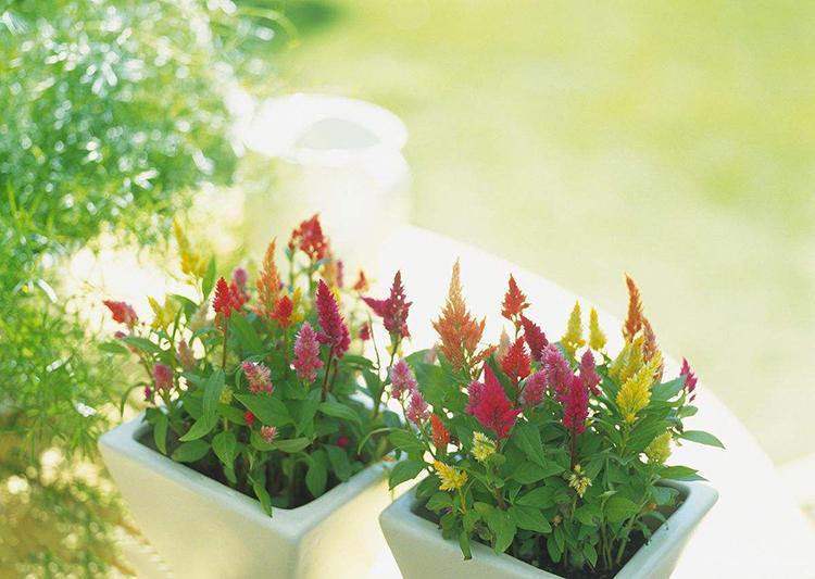 花土里小飞虫怎么彻底清除,花土里的黑色飞虫怎么消灭