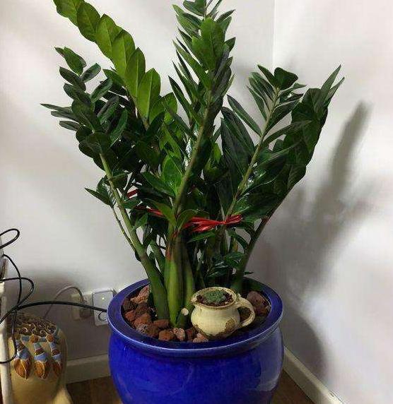 金钱树叶子发黄烂根怎么办,金钱树叶子黄怎么办小妙招