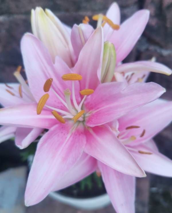 水中百合花开完了怎么样再开花,百合花开完后如何处理枝干