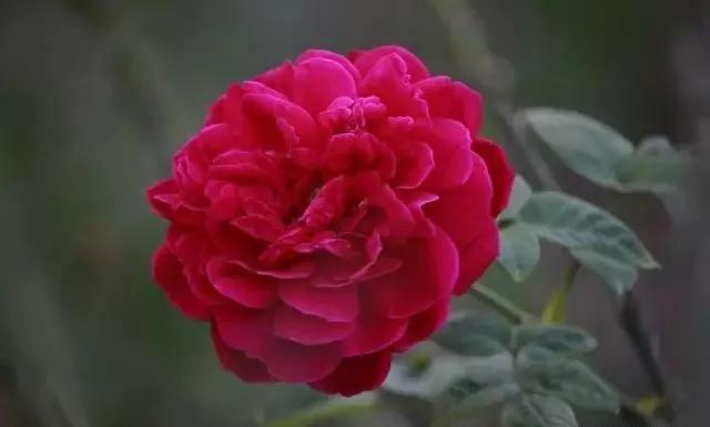 玫瑰花有哪些品种,玫瑰花有哪些品种大全