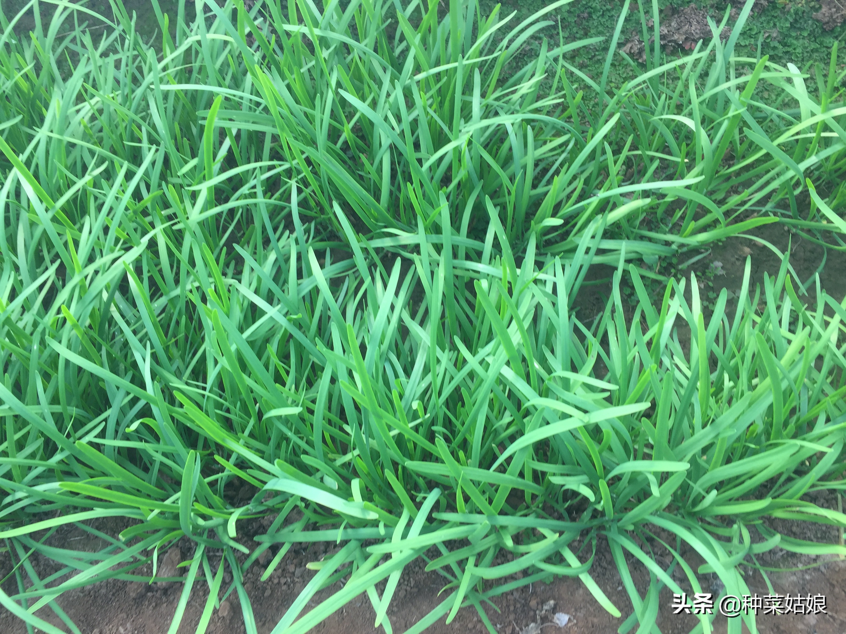 播种韭菜的妙招图片大全,播种韭菜正确方法