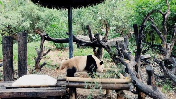 广州长隆最省钱玩法,最实惠广州长隆攻略