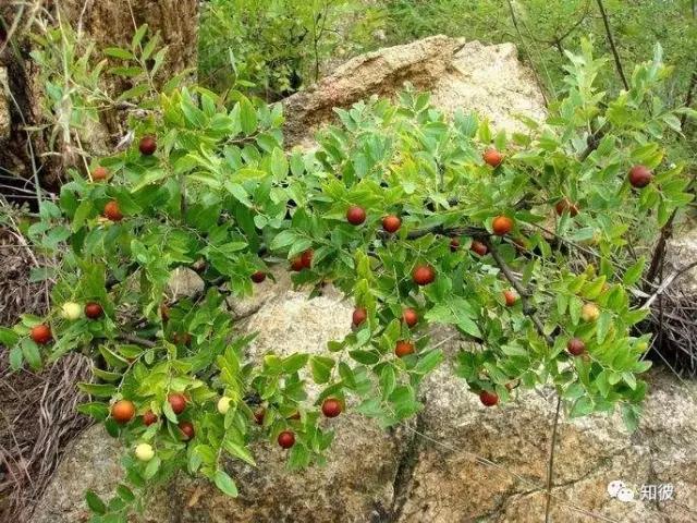 酸枣的喜好,酸枣儿时回忆