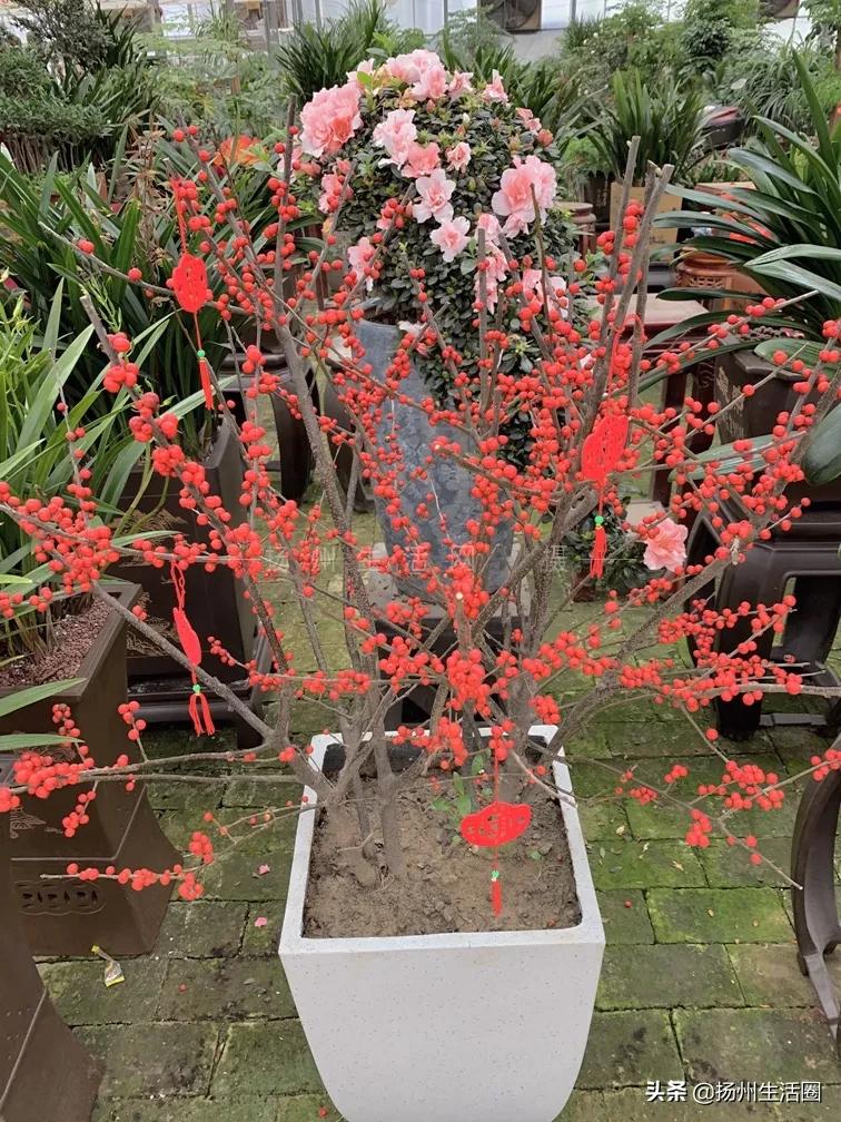 扬州盆栽花卉批发市场,扬州花木城花卉批发市场