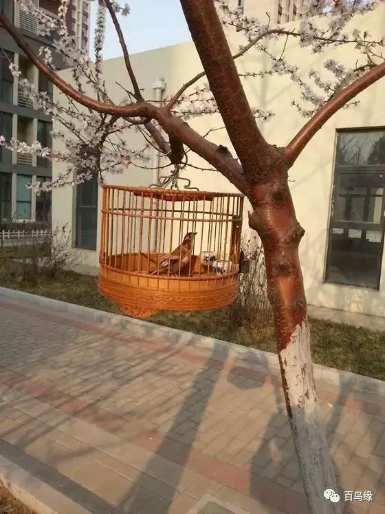 百灵鸟落性怎么解决,百灵鸟反生原因