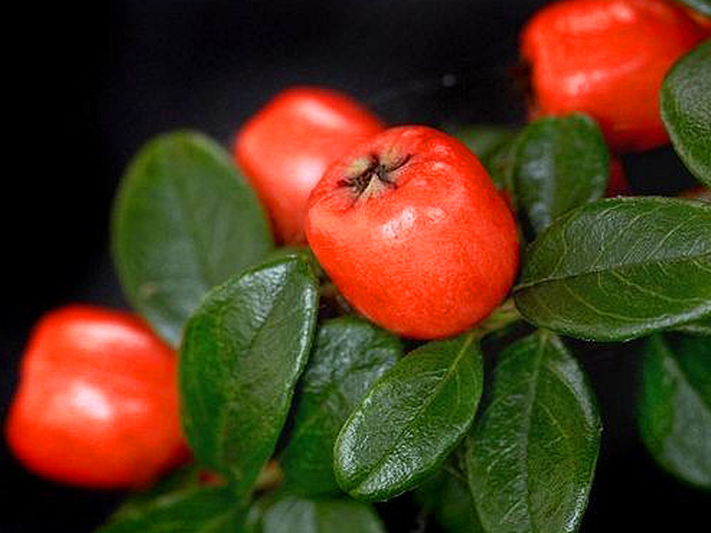 铺地蜈蚣，雪压枝头伴果红，不管盆栽还是盆景，都是冬日有趣风景