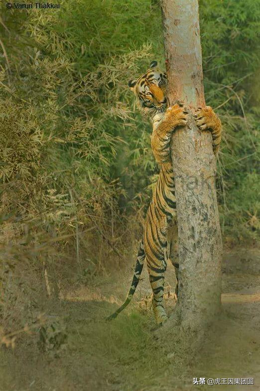 巴梅拉雄虎,传奇虎王战斗视频