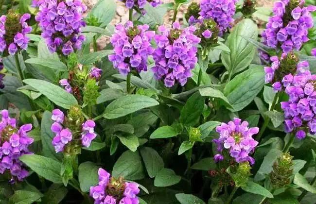 蓝紫色花系植物,蓝紫色系花境植物