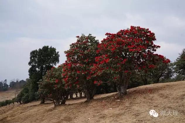 在大理定居修行,在大理定居攻略