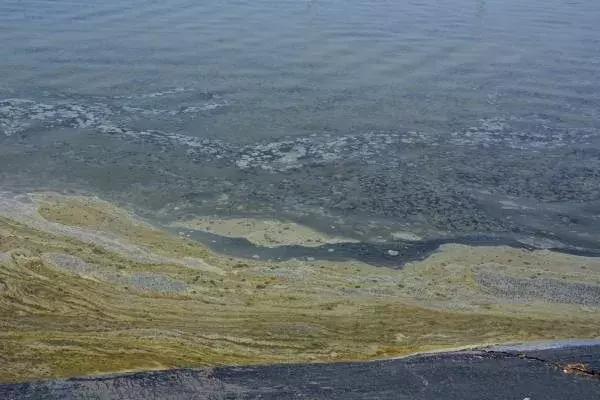 高温暴雨倒藻原因,高温天气烂根怎么处理