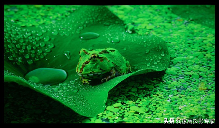 不施粉黛亦倾城面若桃花深似海,不施粉黛亦倾城