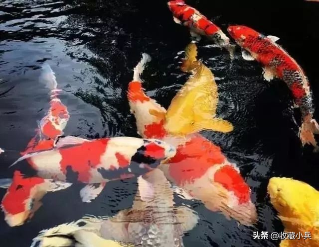 养锦鲤的十大注意事项,养锦鲤的10大忌
