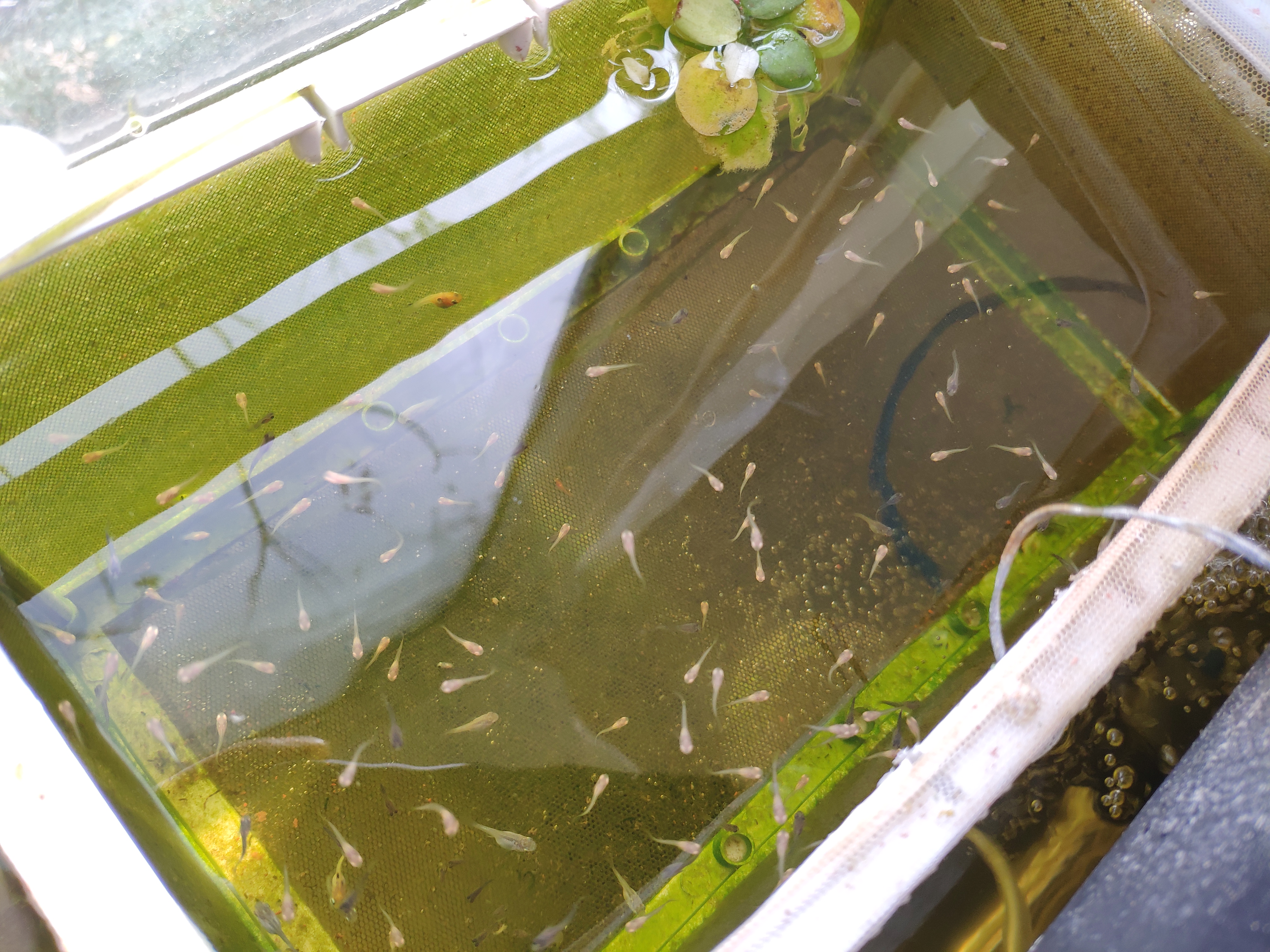 孔雀鱼小鱼单独养多久,孔雀鱼小鱼多久后可以和大鱼混养