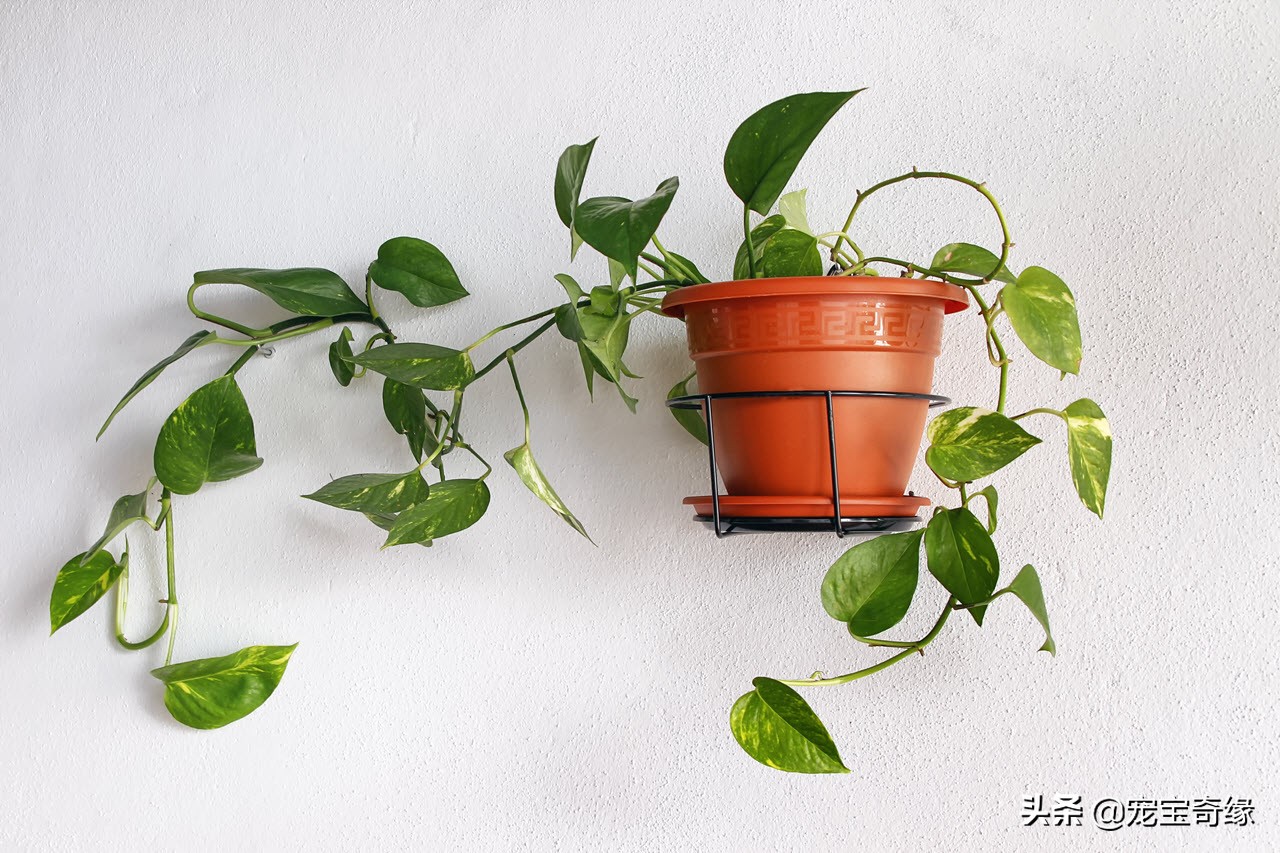 室内养的植物有毒品种大全,哪些室内植物对人体健康有影响