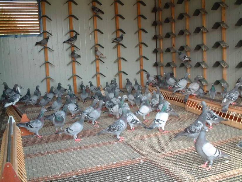 养鸽主要预防哪些虫,夏季养鸟注意事项