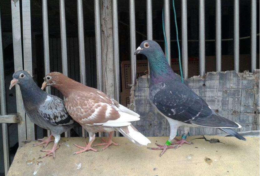 赛鸽套环的正确方法,成败往往在细节