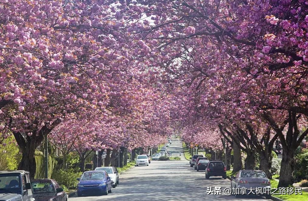 加拿大新移民如何选择温哥华和多伦多？你更喜欢哪个呢