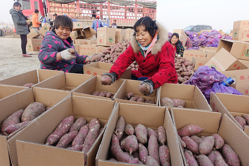 红薯收获季，薯块畸形影响品质？从3点入手解决薯块畸形问题