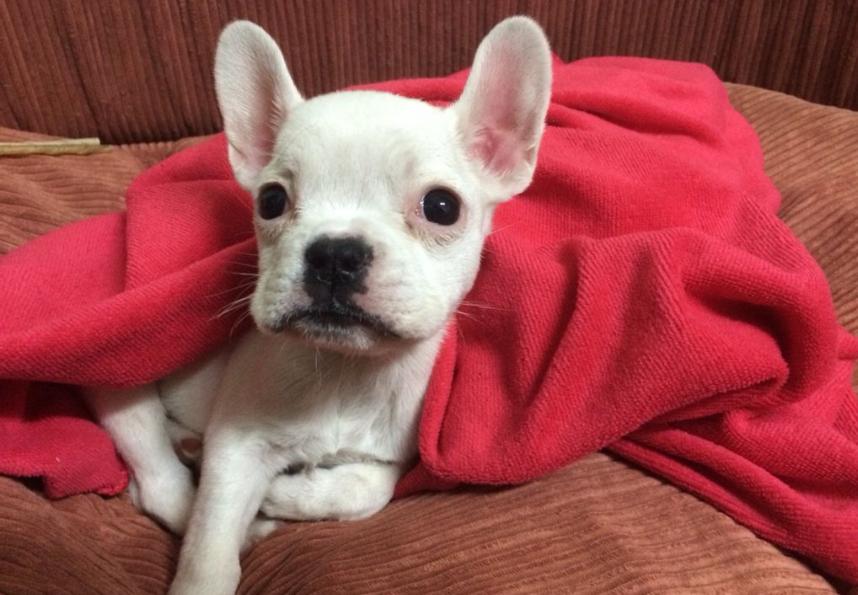 两个月的法斗怎么解决体臭,法斗体臭最好的解决方法