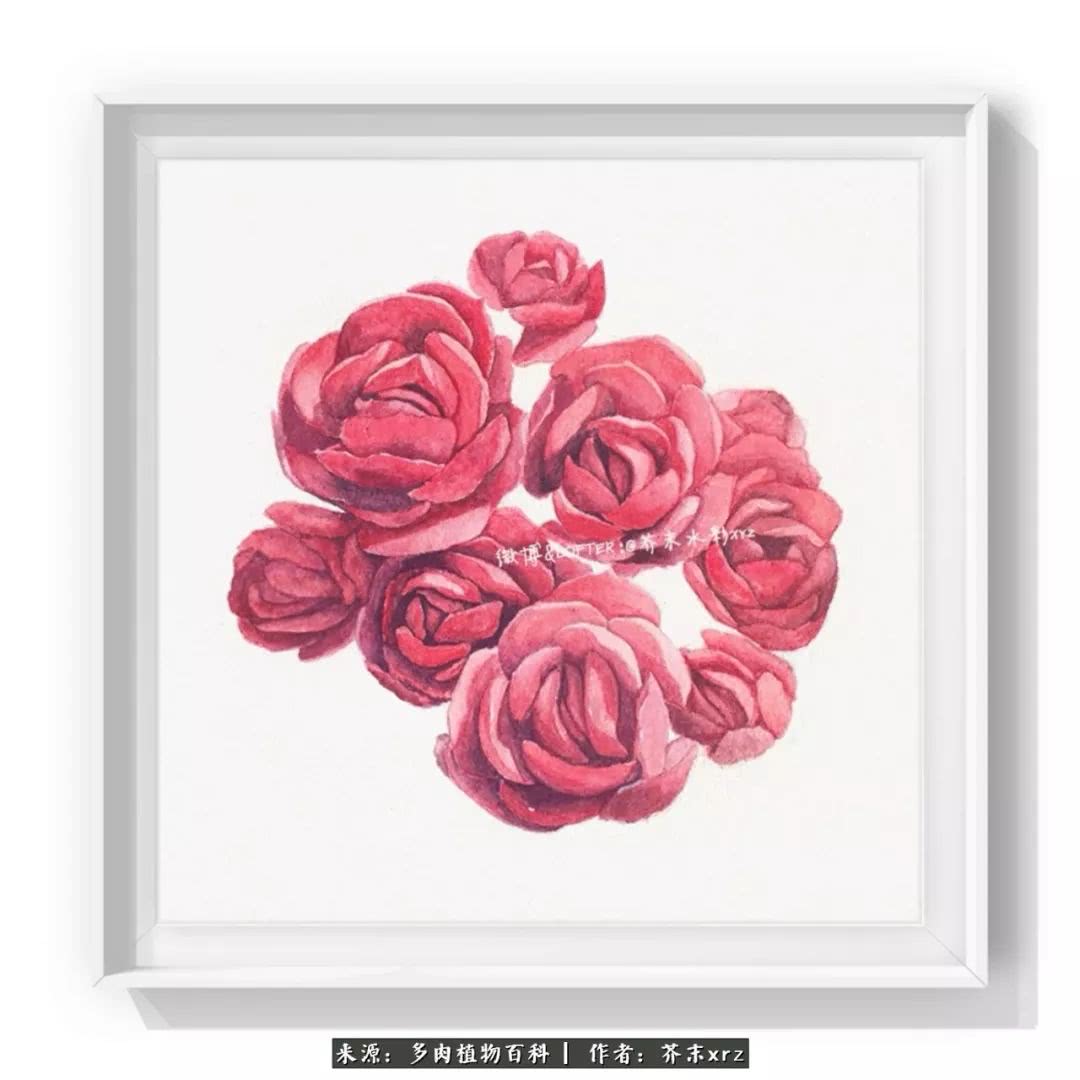 那个爱画多肉的小姑娘带着她的心头肉又来啦!