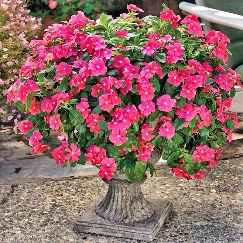 高级好看易养的花卉,最漂亮最迷人的大丽花图片