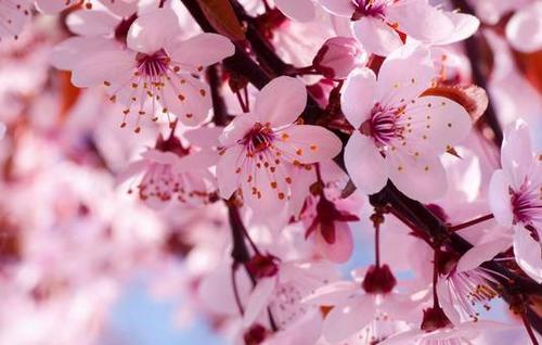 关于日本的樱花文化,樱花文化发展史