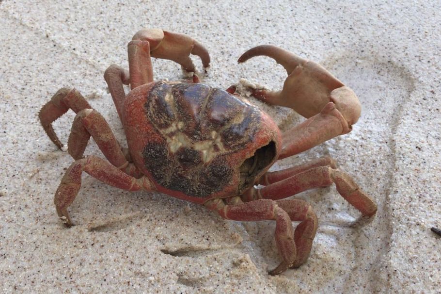 听说过网红猫岛、猪岛，见识过真正硬核的“蟹岛”吗？