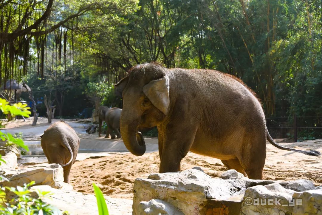 如何玩转广州长隆野生动物世界,自驾长隆野生动物世界攻略